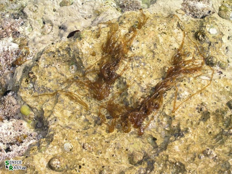 Nemalion helmintoides