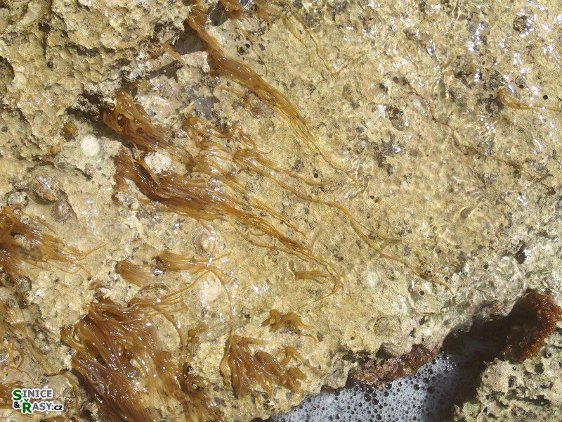 Nemalion helmintoides