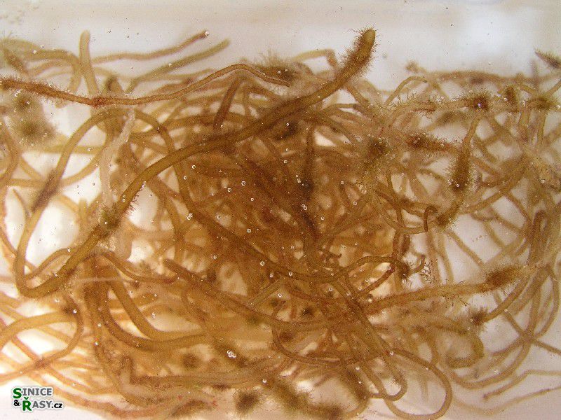 Nemalion helmintoides