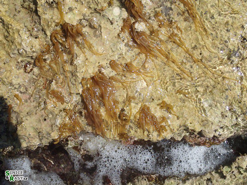 Nemalion helmintoides