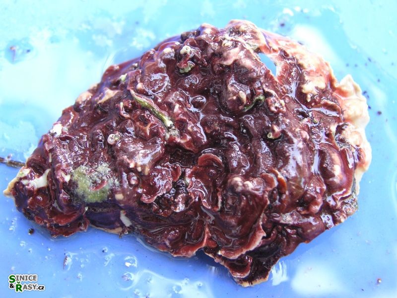Peyssonnelia squamaria