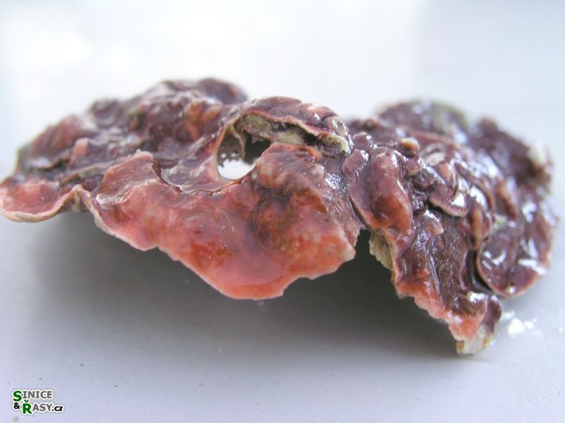 Peyssonnelia squamaria