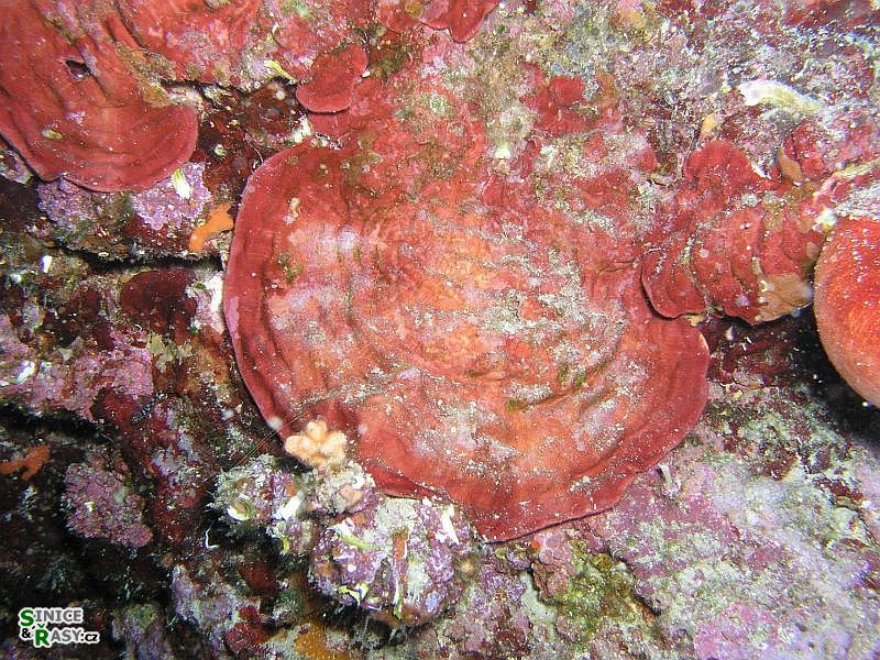 Peyssonnelia squamaria