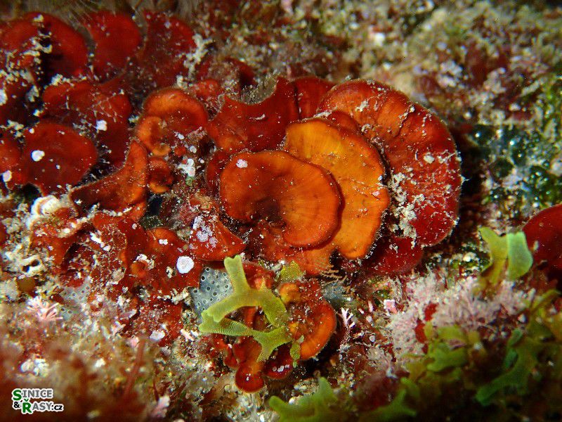 Peyssonnelia squamaria