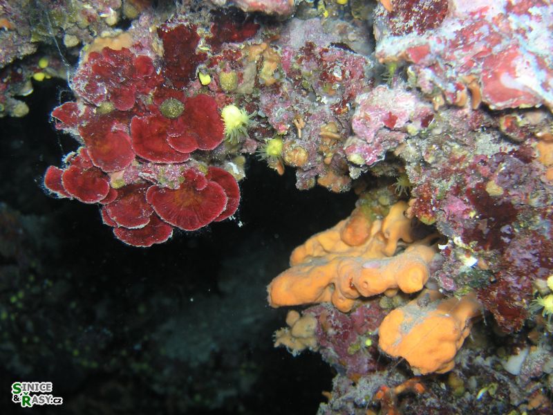 Peyssonnelia arthropurpurea