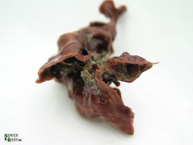Pseudolithophyllum expansum