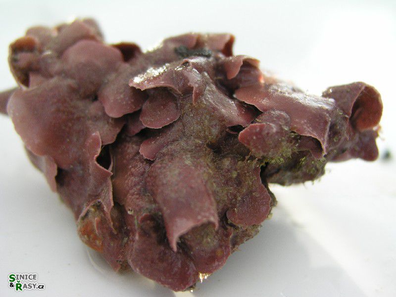 Pseudolithophyllum expansum