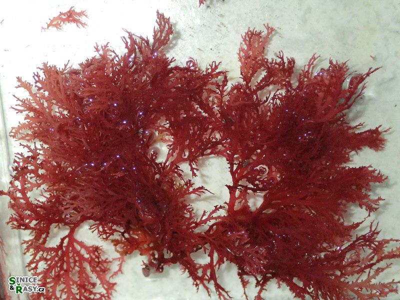 Sphaerococcus coronopifolius