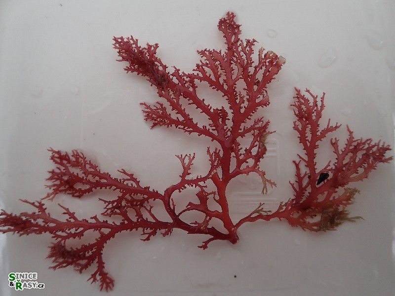 Sphaerococcus coronopifolius
