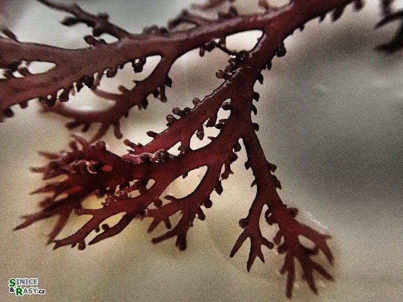 Sphaerococcus coronopifolius
