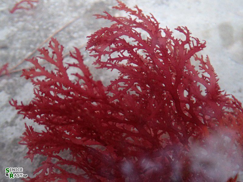Sphaerococcus coronopifolius