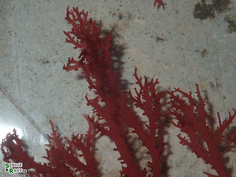Sphaerococcus coronopifolius