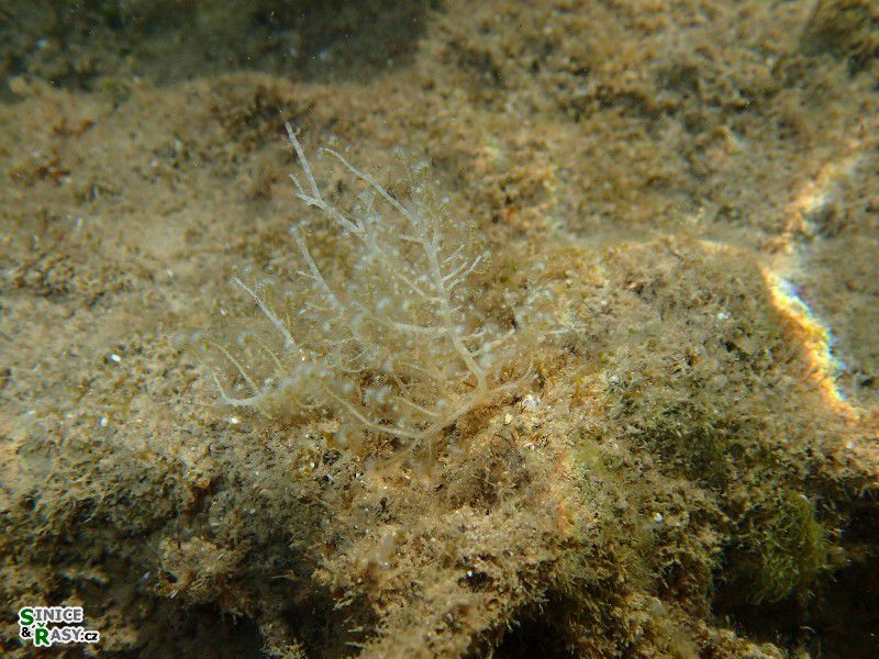 Wrangelia penicillata