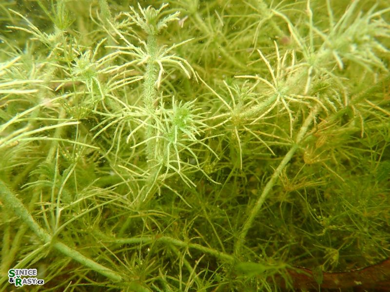 Chara hispida