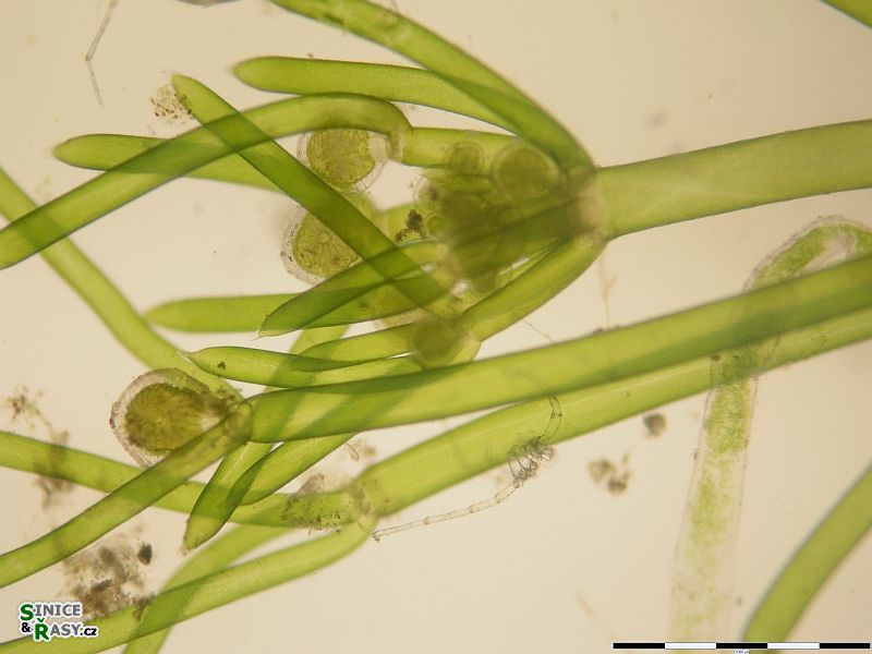 Nitella flexilis
