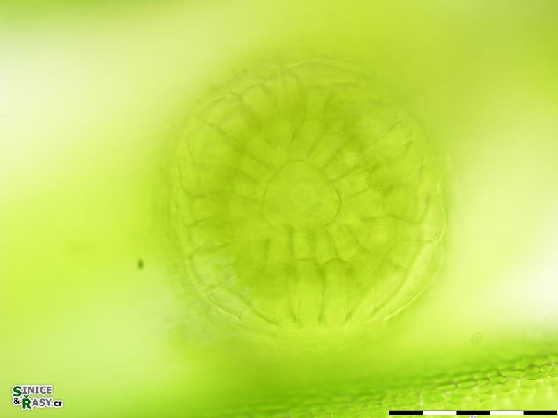 Nitella flexilis