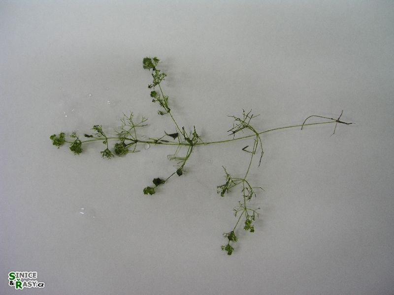 Nitella gracilis