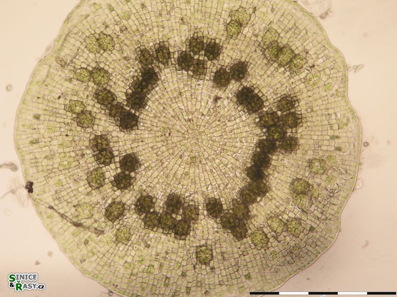 Coleochaete scutata
