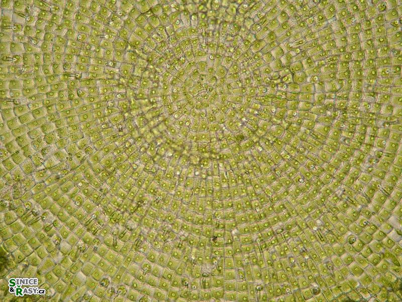 Coleochaete scutata 