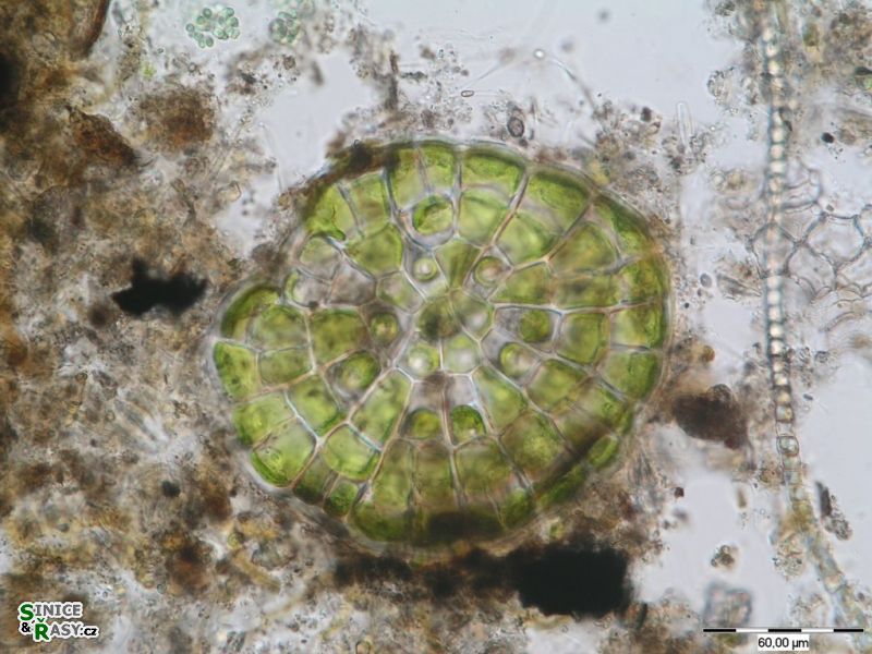 Coleochaete scutata