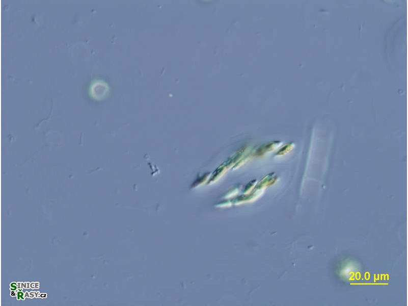 Elakatothrix