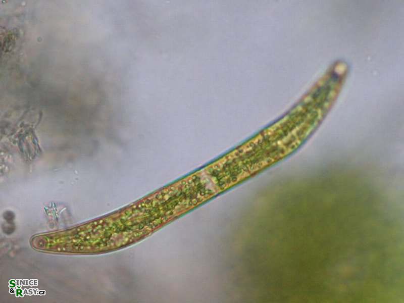 Closterium juncidum