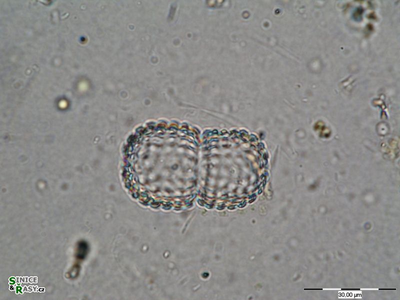 Cosmarium amoenum