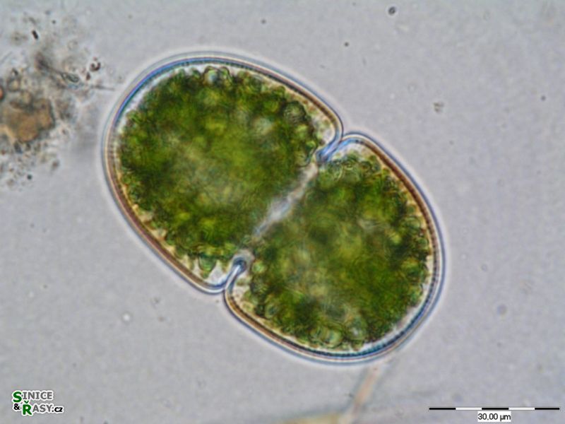 Cosmarium cucumis