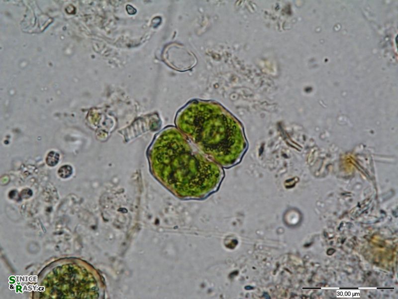 Cosmarium eichlerianum