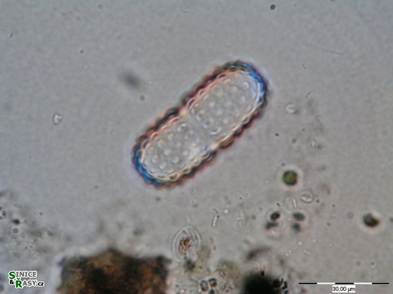 Cosmarium elegantissimum