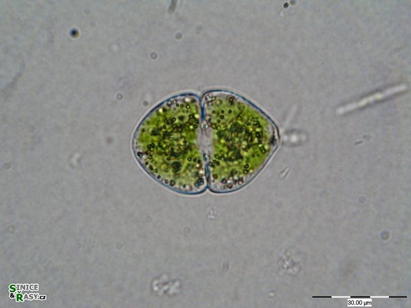 Cosmarium granatum