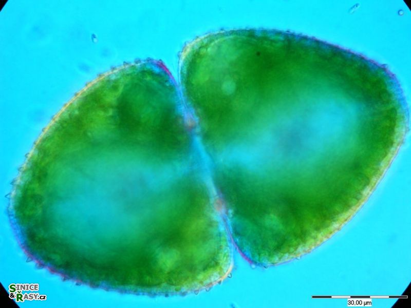 Cosmarium ovale
