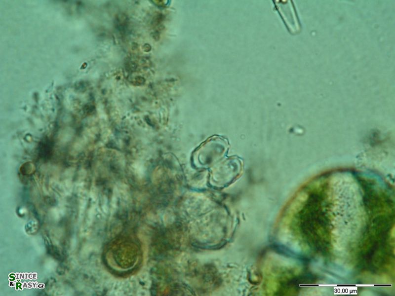 Cosmarium prominulum