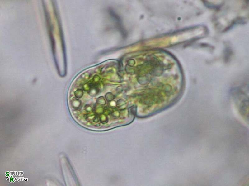 Closmarium quadratum