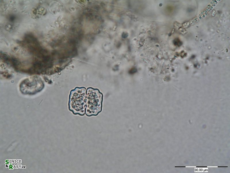 Cosmarium