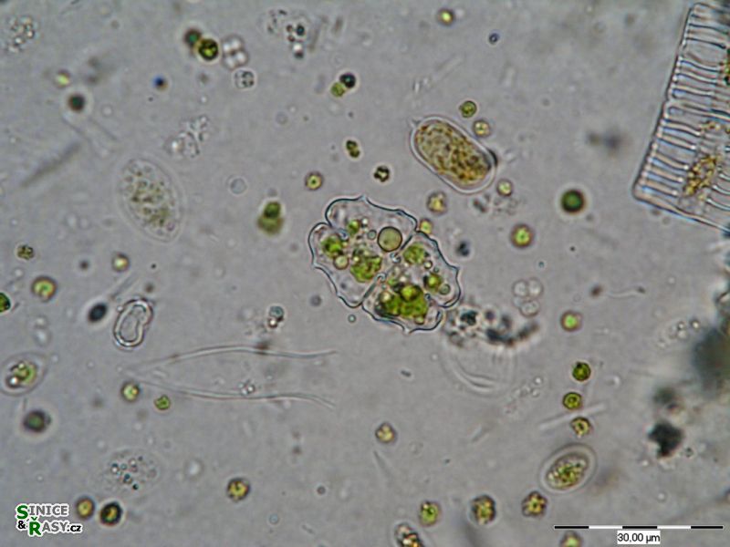 Euastrum elegans
