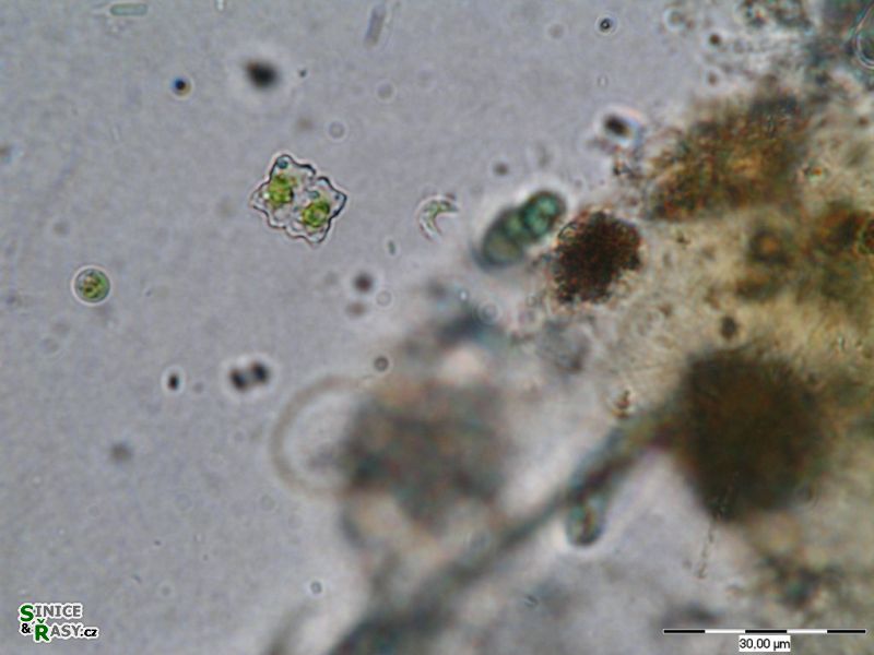 Euastrum gayanum