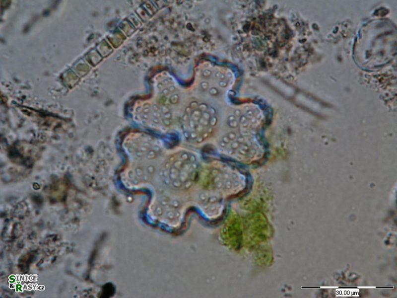 Euastrum germanicum