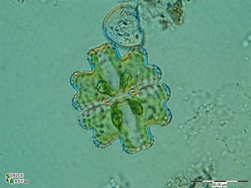Euastrum germanicum