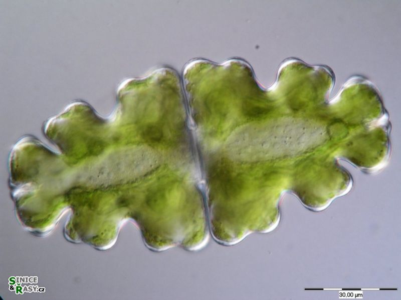 Euastrum oblongum