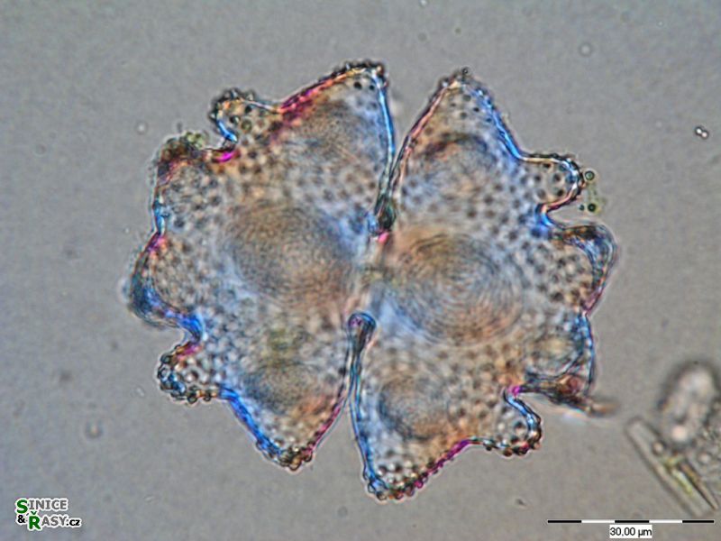 Euastrum verrucosum