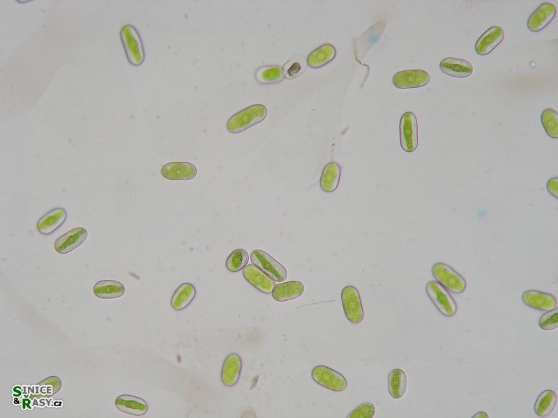 Measotaenium macrococcum