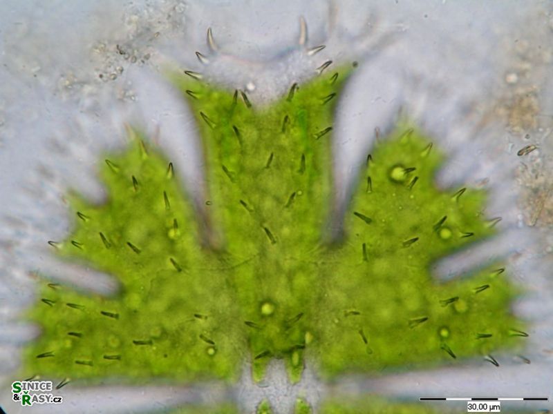 Micrasterias apiculata