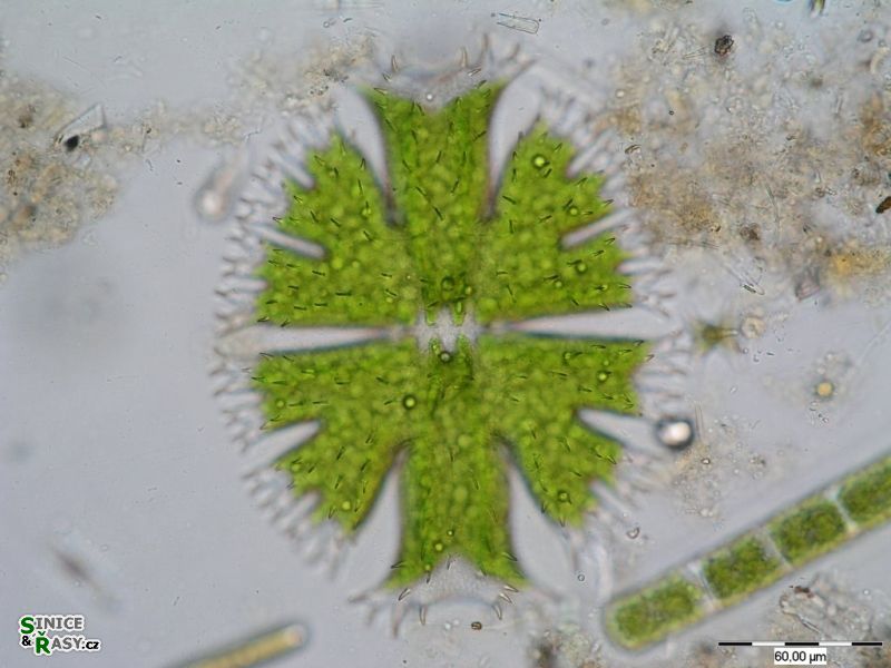 Micrasterias apiculata