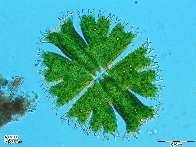 Micrasterias apiculata