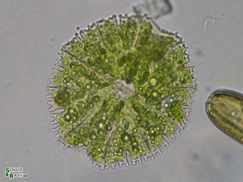 Micrasterias papillifera