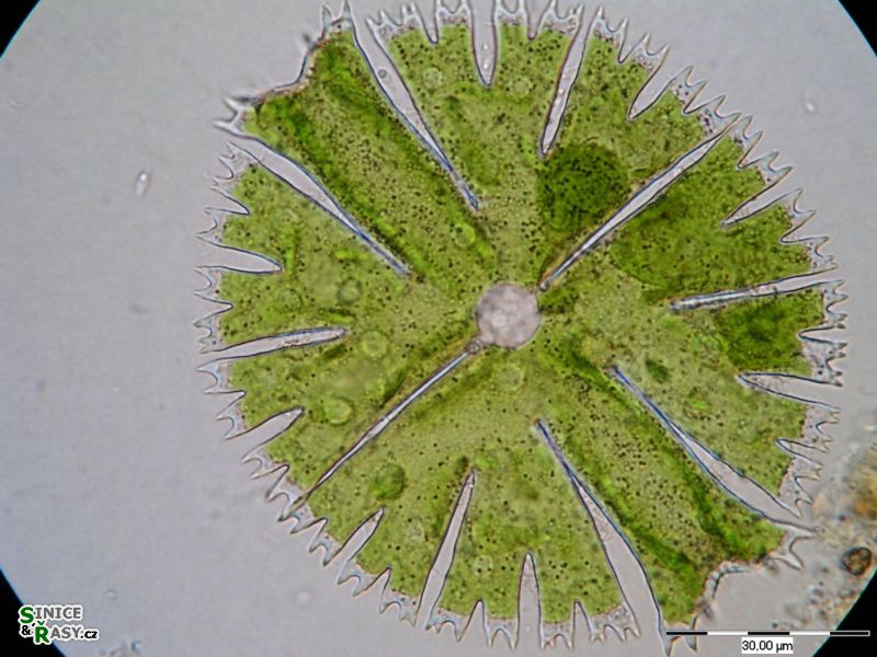Mictrasterias papillifera