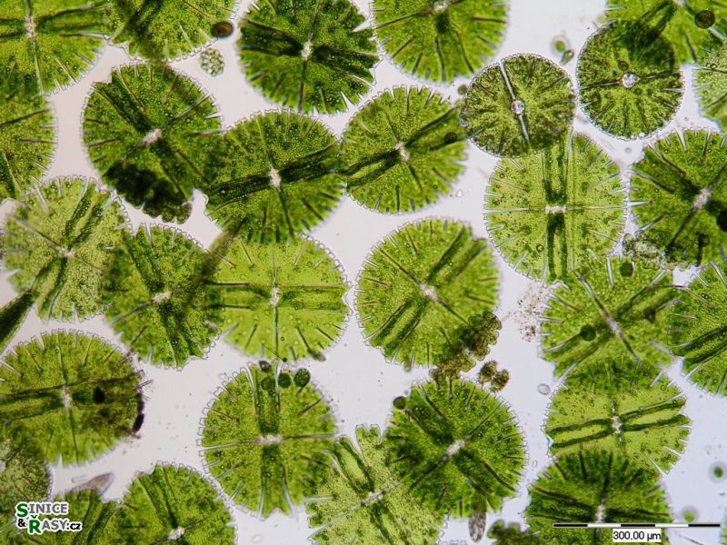 Micrasterias rotata