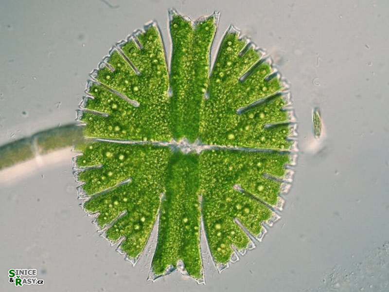 Micrasterias rotata