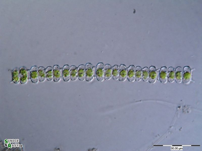 Onychonema filiforme